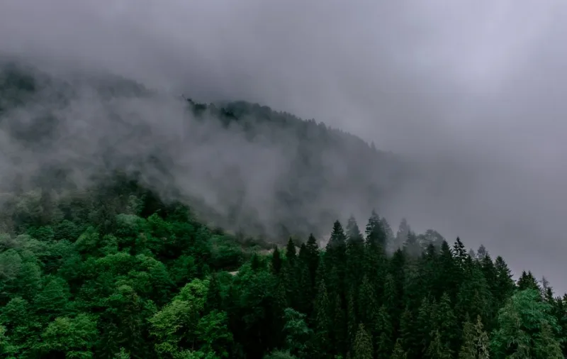 Fırtına Vadisi: Karadeniz'in Yağmur Ormanları