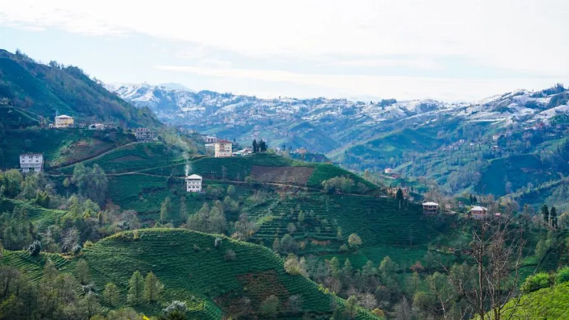 Rize: Çay Bahçeleri ve Yaylaların Cenneti