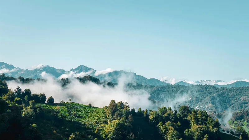 Artvin